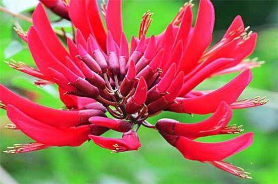 龙牙花的养殖办法和留意事项