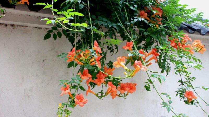 家里养凌霄花有哪些益处