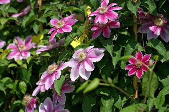 冬季播种的花有哪些，盘点八大耐寒花卉