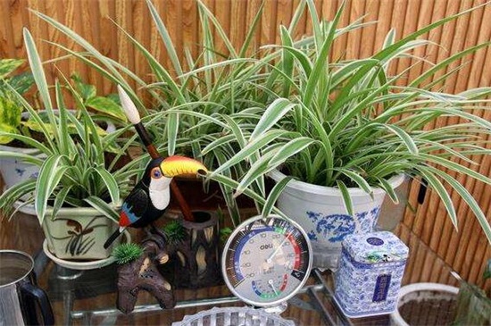 什么花可以放办公室，盘点十大耐阴性强的花卉