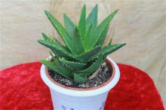 什么花可以放办公室，盘点十大耐阴性强的花卉