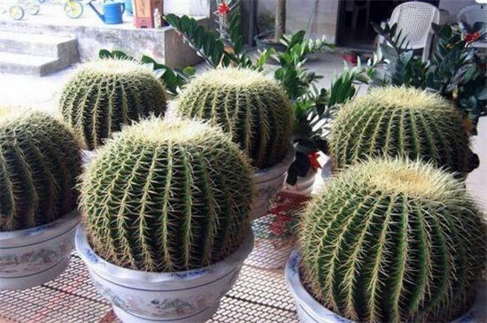 什么花可以放办公室，盘点十大耐阴性强的花卉