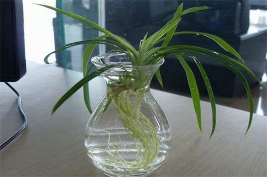 夏季能水培什么样的花