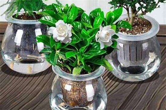 夏季能水培什么样的花