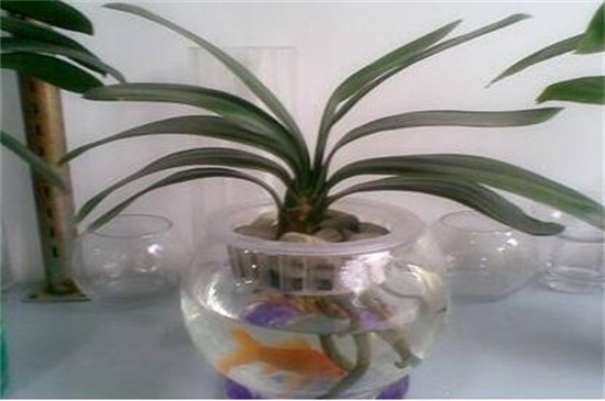 夏季能水培什么样的花