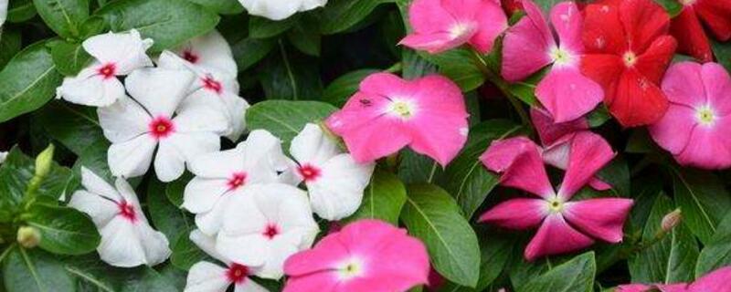 室内花卉养殖办法