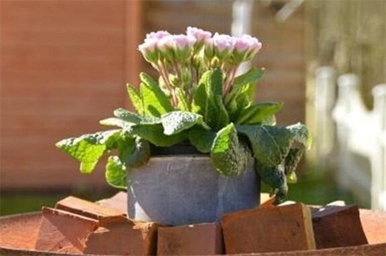 室内花卉养殖办法