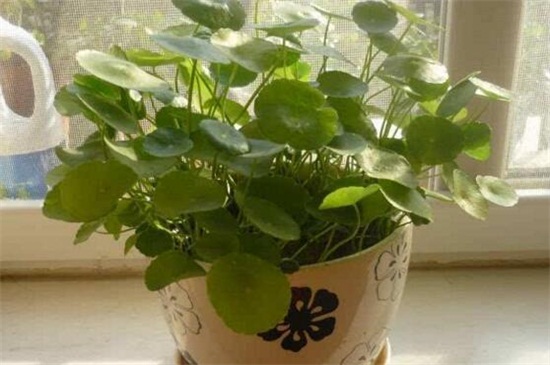 浇花的水为何要晒,可去除氯气降低对花卉伤害