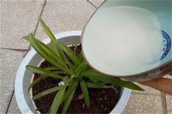 浇花的水为何要晒,可去除氯气降低对花卉伤害