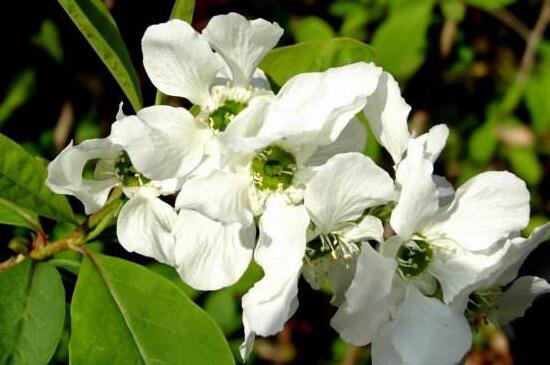 白鹃梅的养殖办法和留意事项