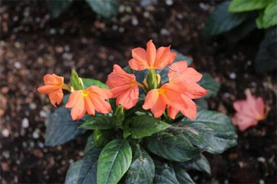 鸟尾花的养殖办法和留意事项