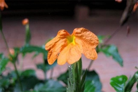 鸟尾花的养殖办法和留意事项