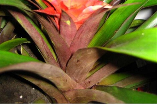 凤梨花叶子发黄如何办