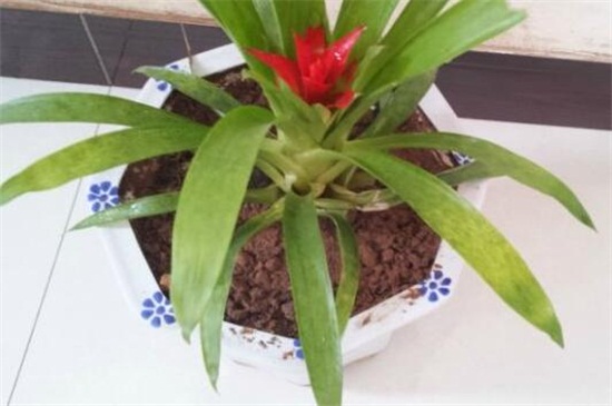 凤梨花叶子发黄如何办