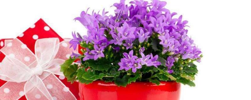 红丁香的养殖办法及留意事项