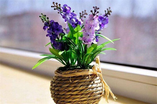 红丁香的养殖办法及留意事项