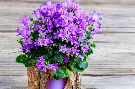 红丁香的养殖办法及留意事项