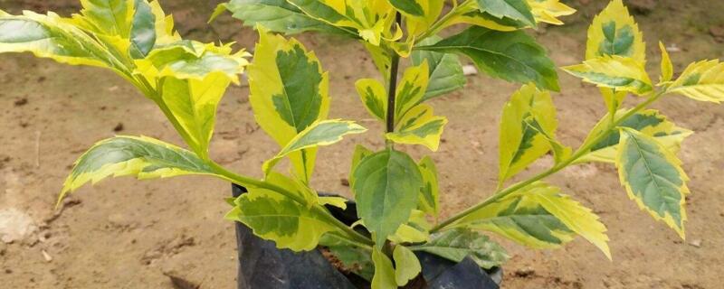 假连翘的养殖办法和留意事项