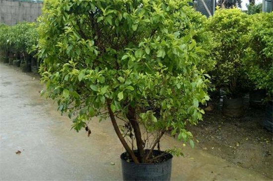 假连翘的养殖办法和留意事项