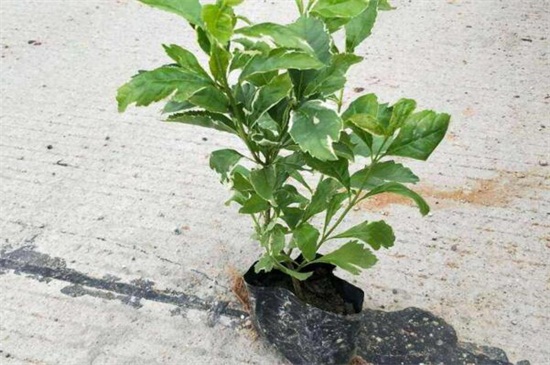 假连翘的养殖办法和留意事项