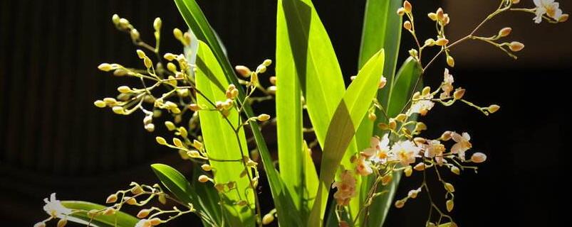 梦香兰的养殖办法和留意事项