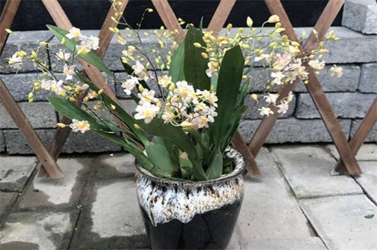 梦香兰的养殖办法和留意事项