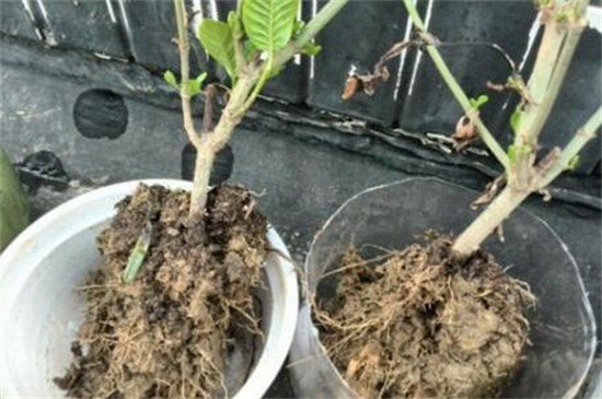 冬季可以给花卉换盆吗