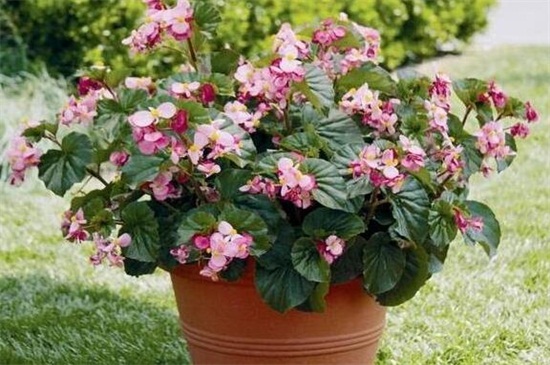 冬季可以给花卉换盆吗