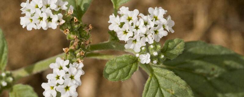 缬草的养殖办法及留意事项