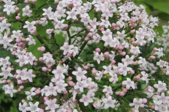 缬草的养殖办法及留意事项