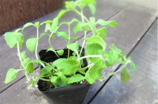 缬草的养殖办法及留意事项