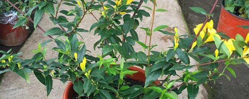 法国香水花如何养