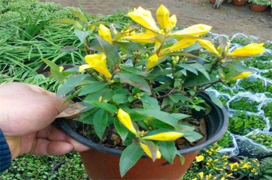 法国香水花如何养