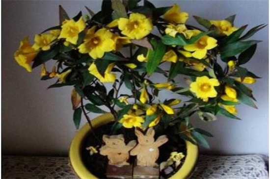 法国香水花如何养