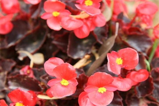 花期长好看又好养的花