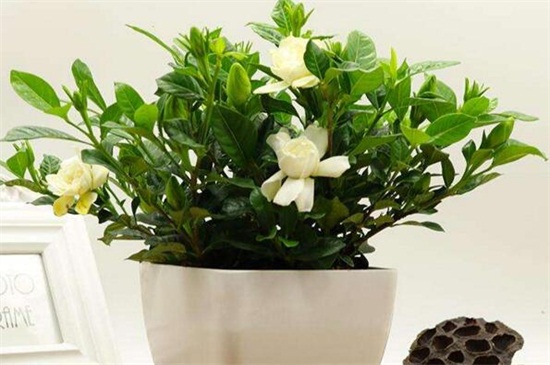 冬季水养花技巧