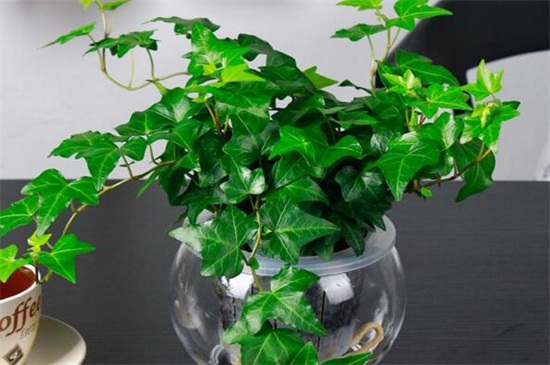 冬季水养花技巧