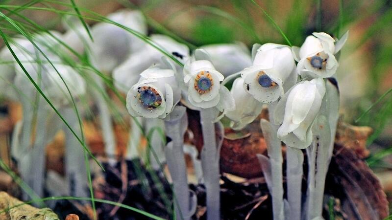 十二星座的死亡之花是什么