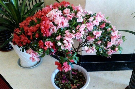 如何养花