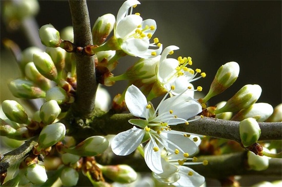 春季开的花有哪些