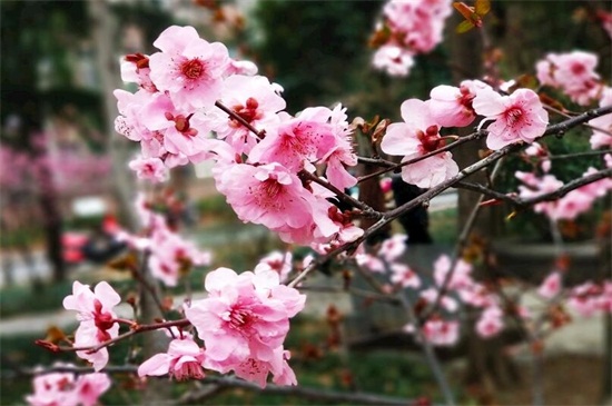 春季开的花有哪些