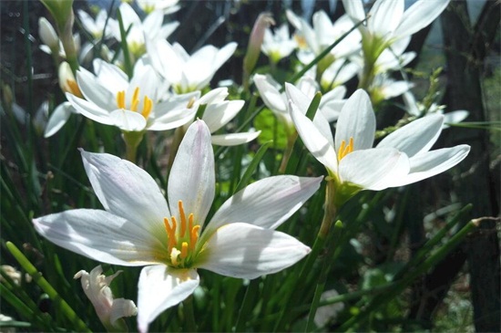 春季开的花有哪些