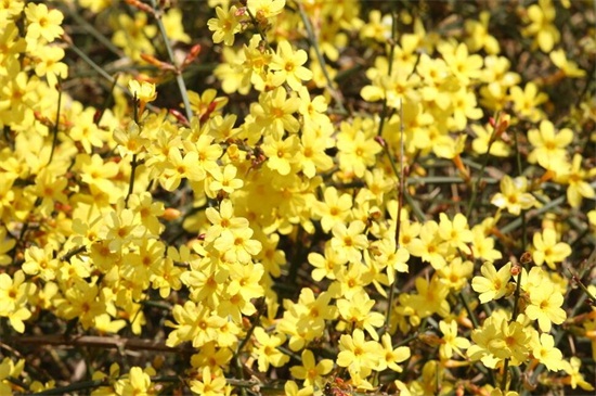 春季开的花有哪些