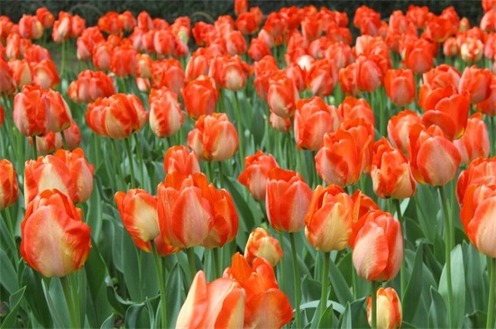 春季开的花有哪些