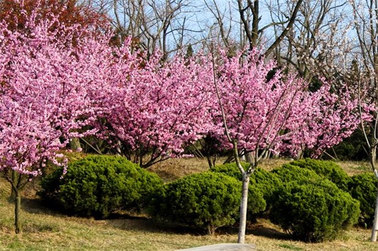 春季开的花有哪些