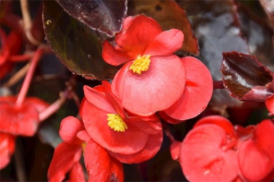 春季开的花有哪些