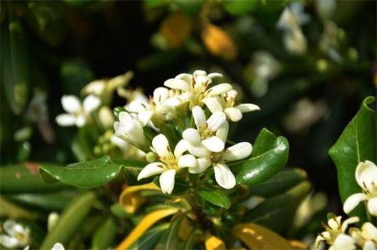 花卉播种有哪些步骤，六个步骤教你播种