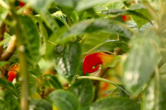 世界上最稀奇美丽的花,盘点十大稀有奇特的美丽花卉