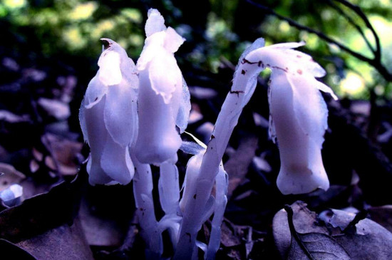 世界上最稀奇美丽的花,盘点十大稀有奇特的美丽花卉