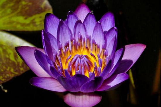 世界上最稀奇美丽的花,盘点十大稀有奇特的美丽花卉